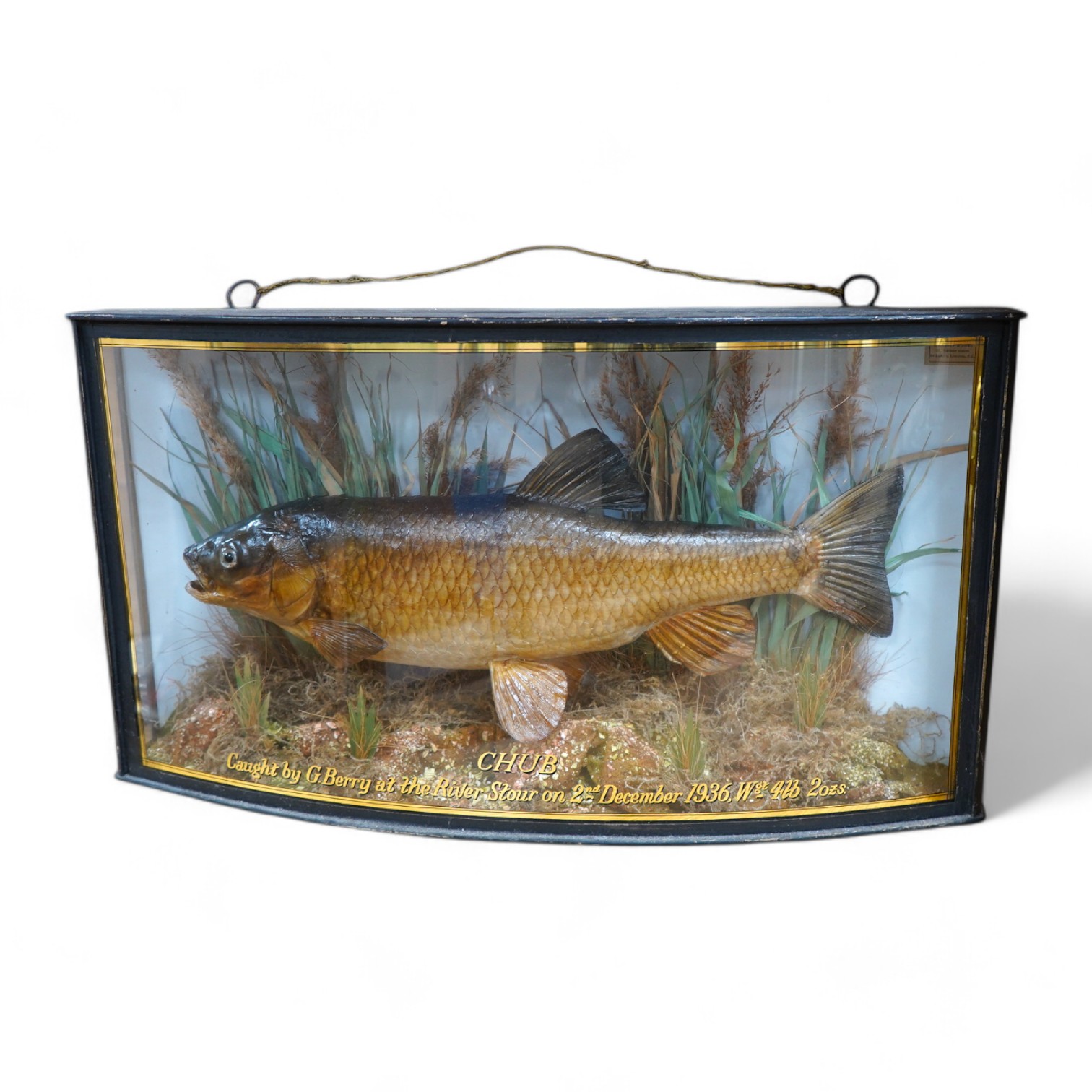 J. Cooper & Sons taxidermy chub, in a bow fronted case, with gilt painted description reading; ‘CHUB caught by G. Berry at the River Stour on 2nd December 1936 Wgt. 4lb 2ozs.’ 34cm high, 63cm wide. Condition - good.